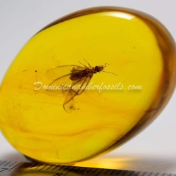 Isoptera Fossil Inclusion Dominican Amber 5