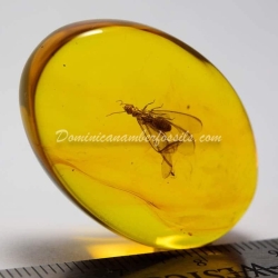 Isoptera Fossil Inclusion Dominican Amber 6