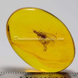 Isoptera Fossil Inclusion Dominican Amber 8