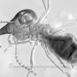 Isoptera Nasutiterme 3