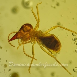 Isoptera Nasutiterme 4