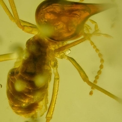 Isoptera Nasutiterme 8