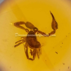 Large Pseudoscorpion On Dominican Amber 11