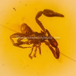 Large Pseudoscorpion On Dominican Amber 12