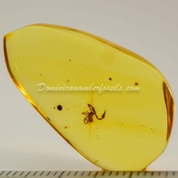 Large Pseudoscorpion On Dominican Amber