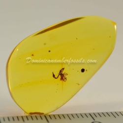 Large Pseudoscorpion On Dominican Amber 2