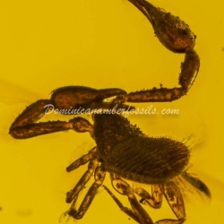 Large Pseudoscorpion On Dominican Amber 3