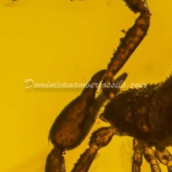 Large Pseudoscorpion On Dominican Amber 4