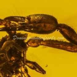 Large Pseudoscorpion On Dominican Amber 5