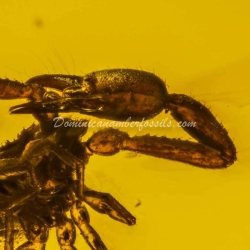 Large Pseudoscorpion On Dominican Amber 6