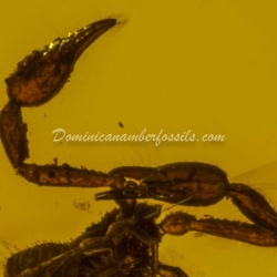 Large Pseudoscorpion On Dominican Amber 7