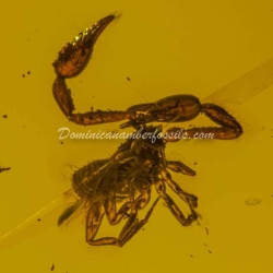 Large Pseudoscorpion On Dominican Amber 8