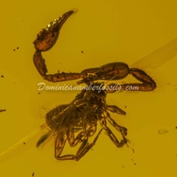 Large Pseudoscorpion On Dominican Amber 9