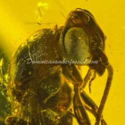 Large Wasp Dominican Amber Fossil Hymenoptera 10