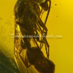 Large Wasp Dominican Amber Fossil Hymenoptera 12