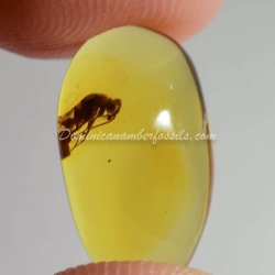 Large Wasp Dominican Amber Fossil Hymenoptera 3