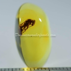 Large Wasp Dominican Amber Fossil Hymenoptera 5