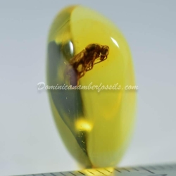 Large Wasp Dominican Amber Fossil Hymenoptera 6