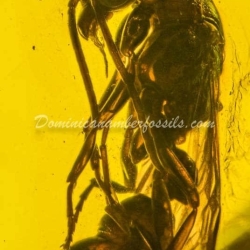 Large Wasp Dominican Amber Fossil Hymenoptera 8