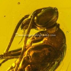 Large Wasp Dominican Amber Fossil Hymenoptera 9