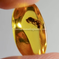 Large Wasp Dominican Amber Fossil Hymenoptera