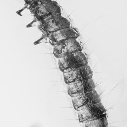 Larva 2