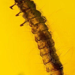 Larva