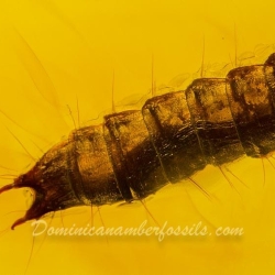 Larva 4