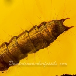 Larva 5