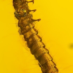 Larva 7