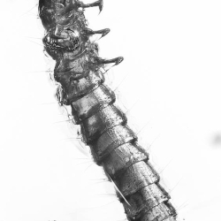 Larva 8