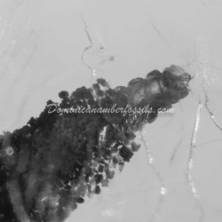 Larva Emerging From Tineid Case 5