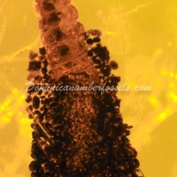 Larva Emerging From Tineid Case 7