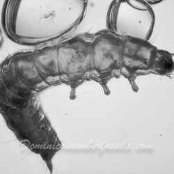 Larva Of Coleoptera 2