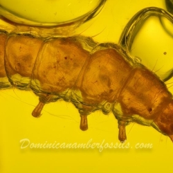 Larva Of Coleoptera 3