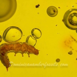 Larva Of Coleoptera 6