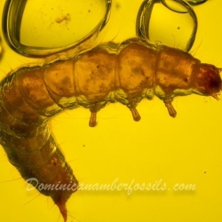 Larva Of Coleoptera