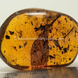 Leaf Fossil On Dominican Amber 11