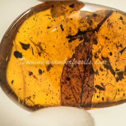 Leaf Fossil On Dominican Amber 2