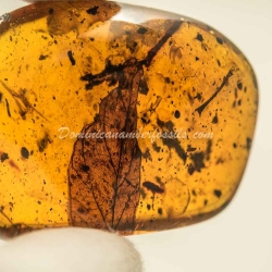 Leaf Fossil On Dominican Amber 3