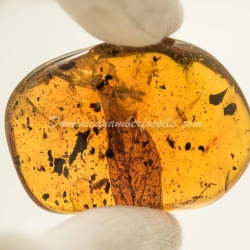 Leaf Fossil On Dominican Amber 4