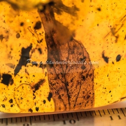 Leaf Fossil On Dominican Amber 5