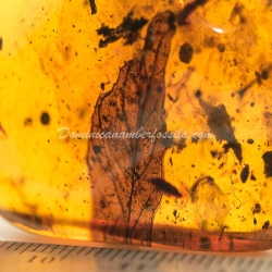 Leaf Fossil On Dominican Amber 7