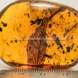 Leaf Fossil On Dominican Amber 8