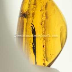 Leaf On Dominican Amber 2