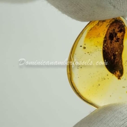 Leaf On Dominican Amber 2