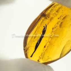 Leaf On Dominican Amber 3