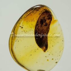 Leaf On Dominican Amber 3