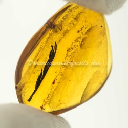 Leaf On Dominican Amber 4
