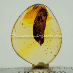 Leaf On Dominican Amber 5